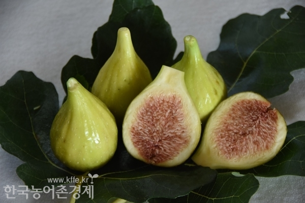 여화원에서는 당도가 높고 맛이 좋은 바나네(일명. 청무화과) 품종만 생산하고 있다