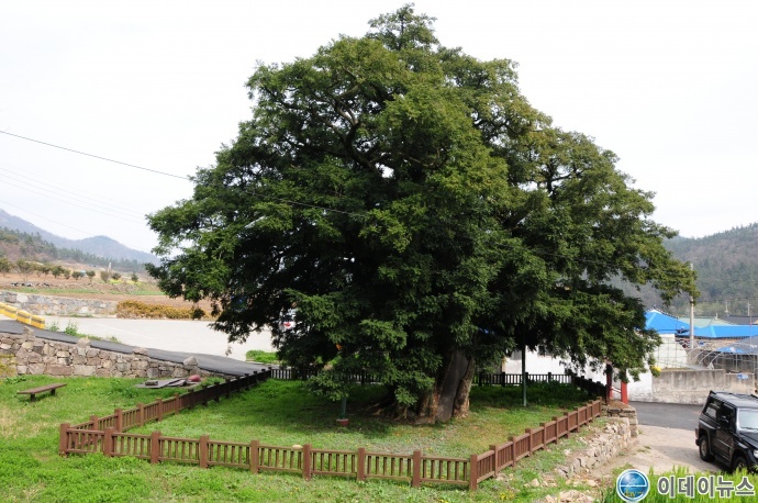 천년나무 후보- 비자나무 진도